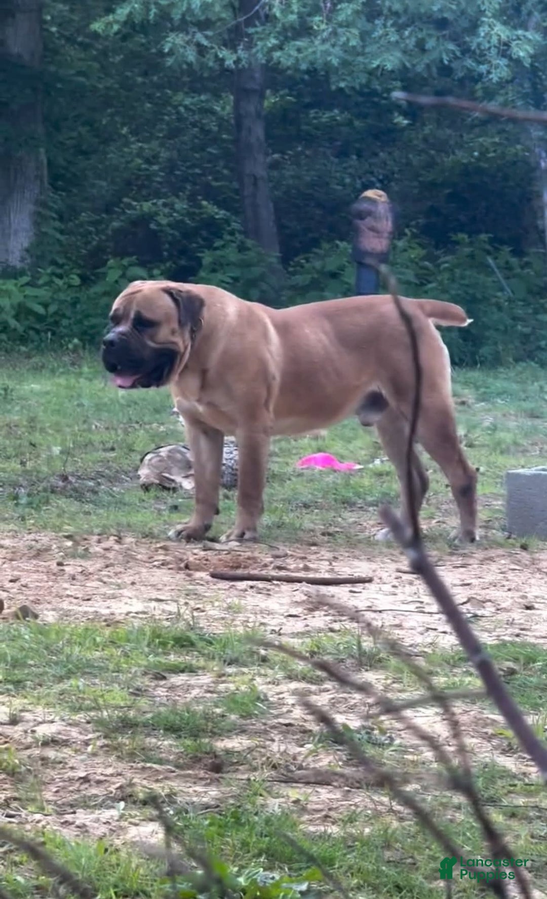 South African Boerboels dogs for sale: Rhino - Image 11