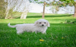 Bichpoo dogs for sale: Betty - Image 6