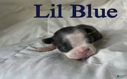 Boston Terrier dogs for sale: Lil Blue - Image 5