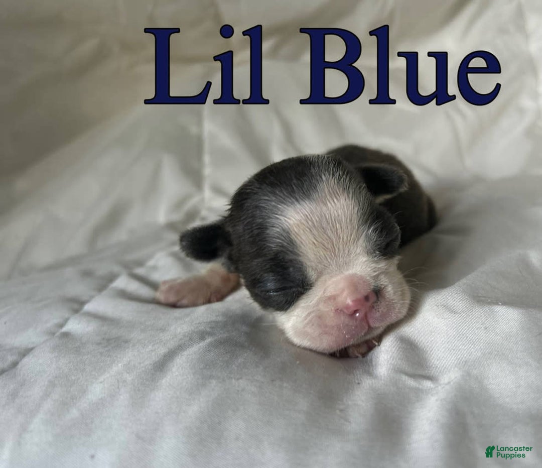 Boston Terrier dogs for sale: Lil Blue - Image 5