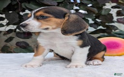 Beagle dogs for sale: Lilly - Image 13