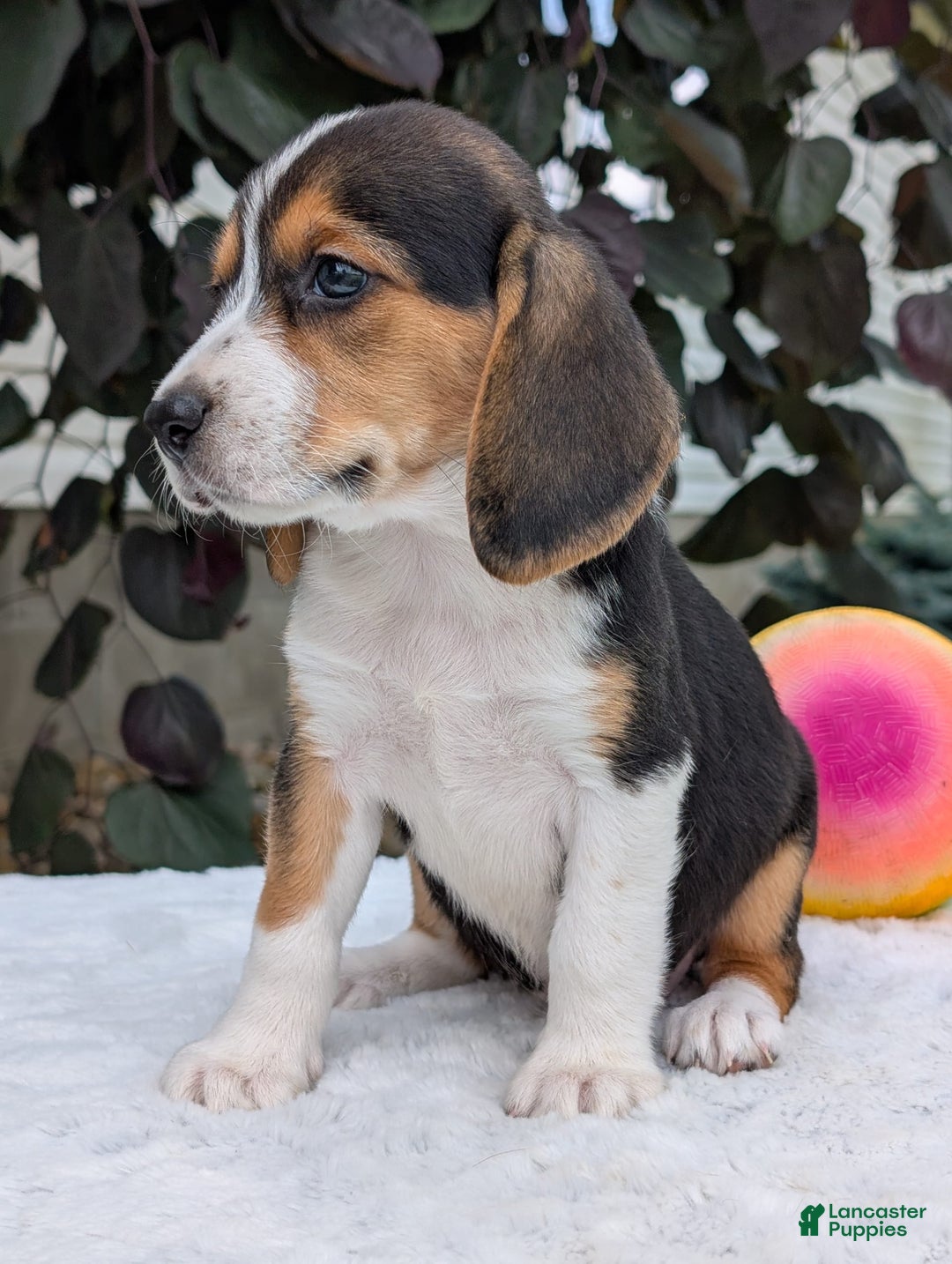 Beagle dogs for sale: Lilly - Image 13