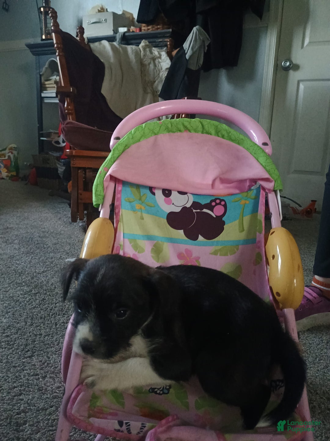 Boston Terrier dogs for sale: Mason - Image 1