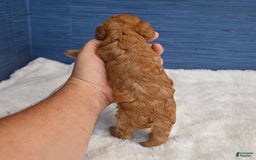 Cavapoo dogs for sale: Cavapoo 6 puppies - Image 15