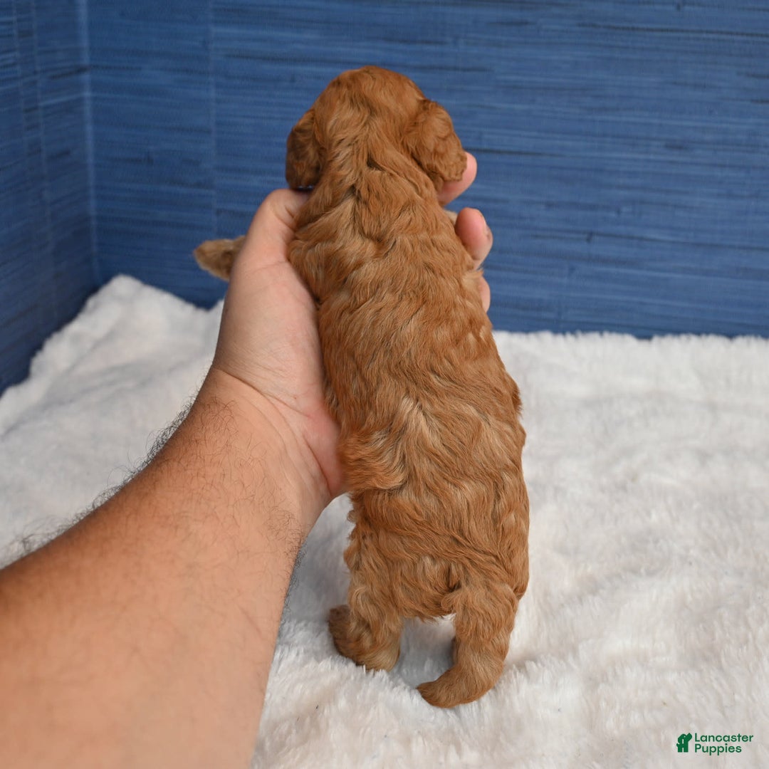 Cavapoo dogs for sale: Cavapoo 6 puppies - Image 15
