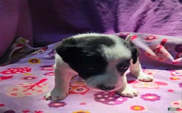 Border Collie dogs for sale: Dolly - Image 17