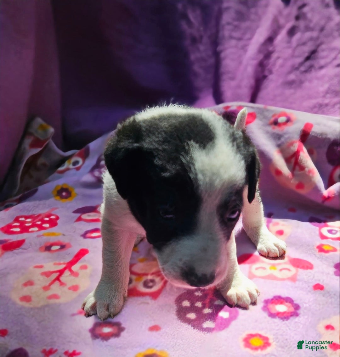 Border Collie dogs for sale: Dolly - Image 17