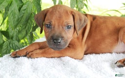Rhodesian Ridgeback dogs for sale: Gavin - Image 7