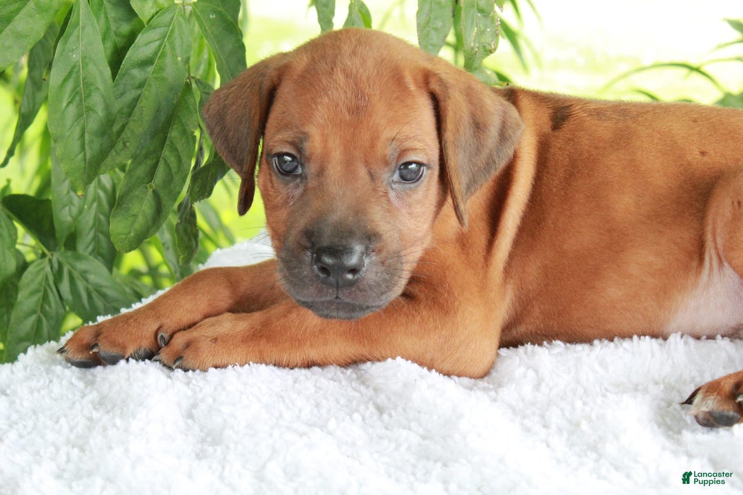 Rhodesian Ridgeback dogs for sale: Gavin - Image 7