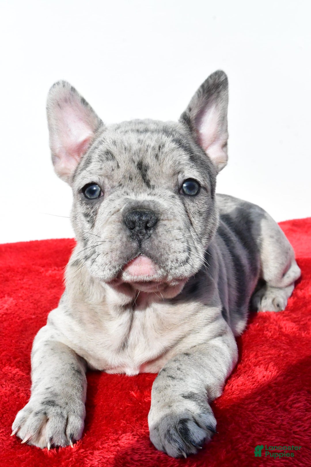 Frenchton dogs for sale: Oscar - Image 1