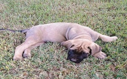 English Mastiff dogs for sale: Khaki Boy🤎 - Image 4