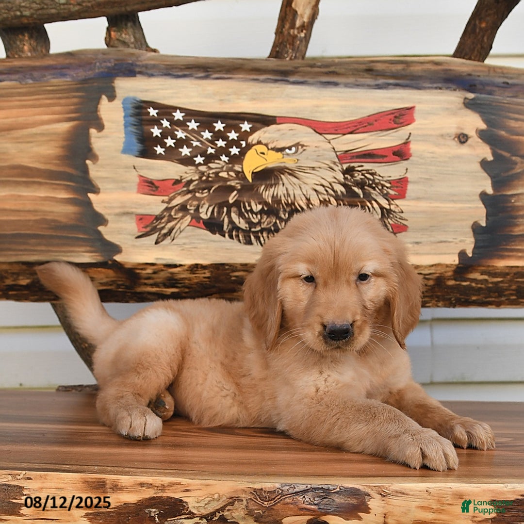 Golden Retriever dogs for sale: Mack - Image 1