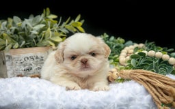 Shih Tzu dogs for sale: Taffy - Image 1