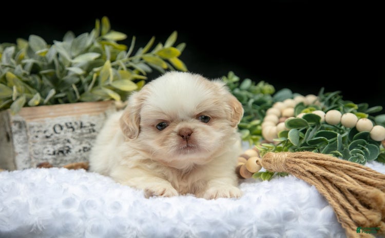 Shih Tzu dogs for sale - Ad 1