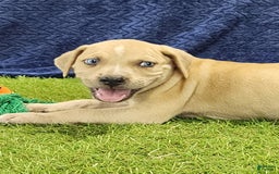 Catahoula Leopard Dog dogs for sale: Tess 2025 Male 1 - Image 2
