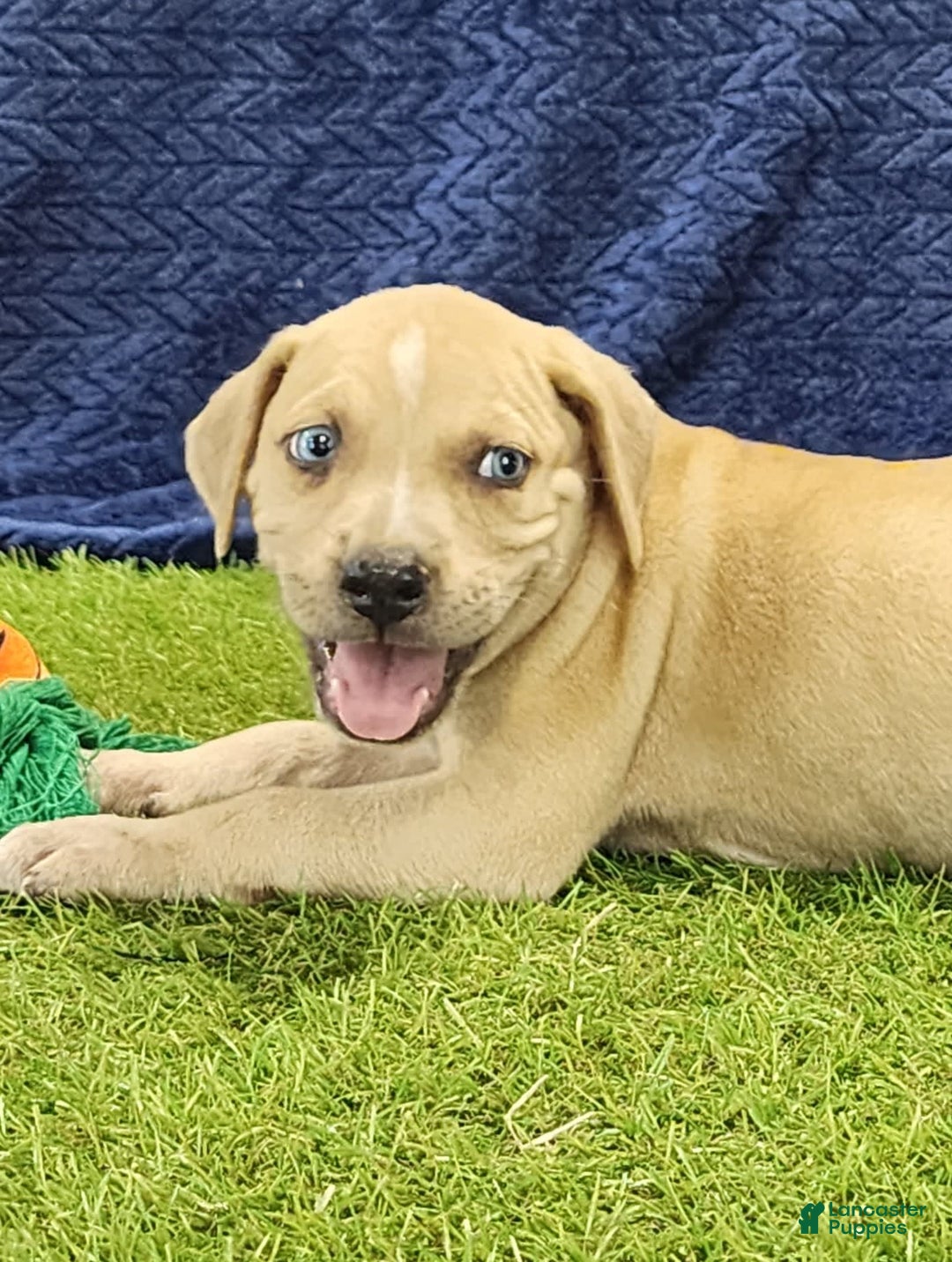 Catahoula Leopard Dog dogs for sale: Tess 2025 Male 1 - Image 2