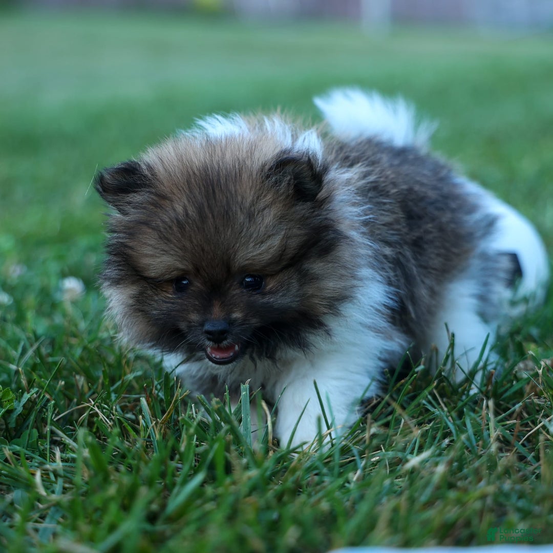 Pomeranian dogs for sale: Bobby - Image 17