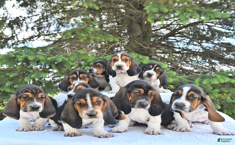 Basset Hound dogs - Advert 36