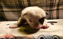 Border Collie dogs for sale: Bambi - Image 7