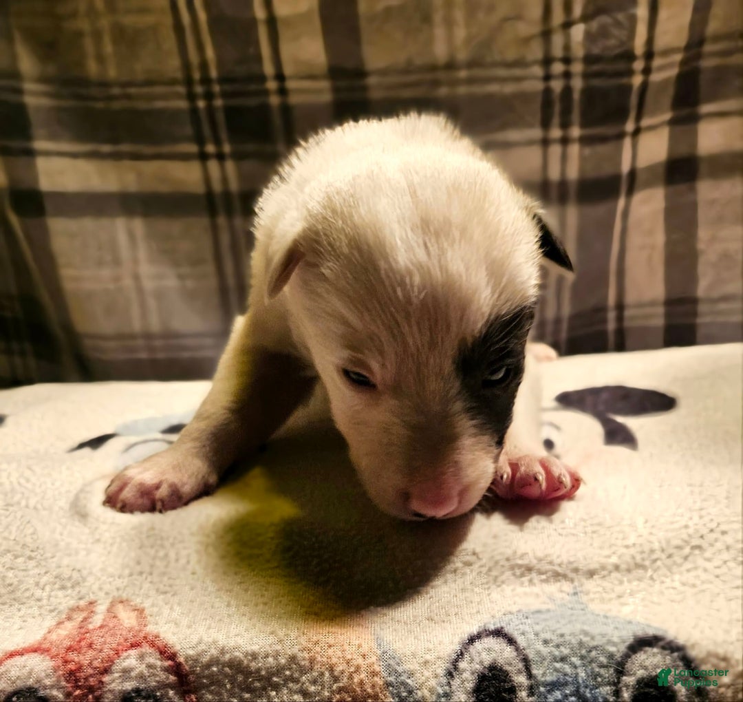 Border Collie dogs for sale: Bambi - Image 7