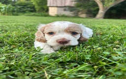 Cocker Spaniel dogs for sale: Tommy - Image 5