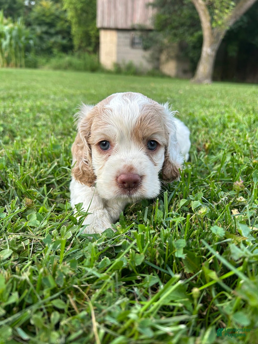 Cocker Spaniel dogs for sale: Tommy - Image 5