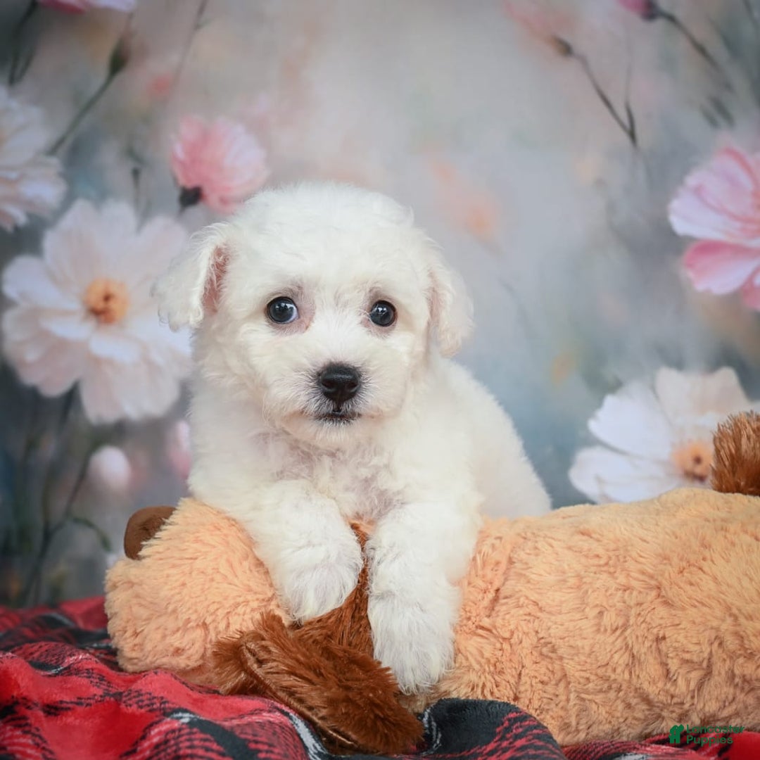Bichon Frise dogs for sale: Jesse - Image 8