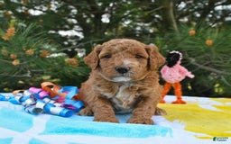 Mini Goldendoodle dogs for sale: Dakota - Image 24