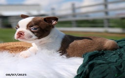Boston Terrier dogs for sale: Murphy - Image 2