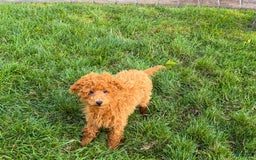 Maltipoo dogs for sale: Gary - Image 5