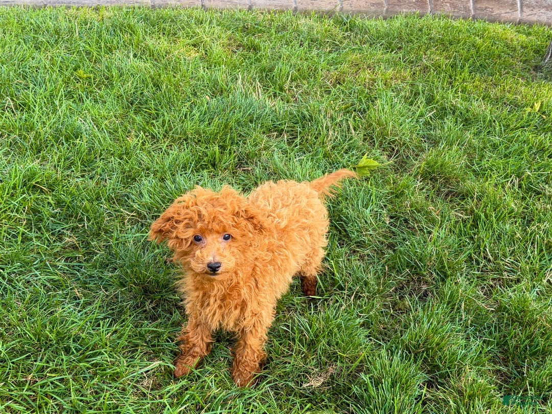Maltipoo dogs for sale: Gary - Image 5