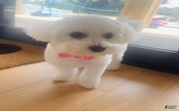 Bichon Frise dogs for sale: Zoe - Image 4
