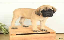 English Mastiff dogs for sale: Theresa - Image 10