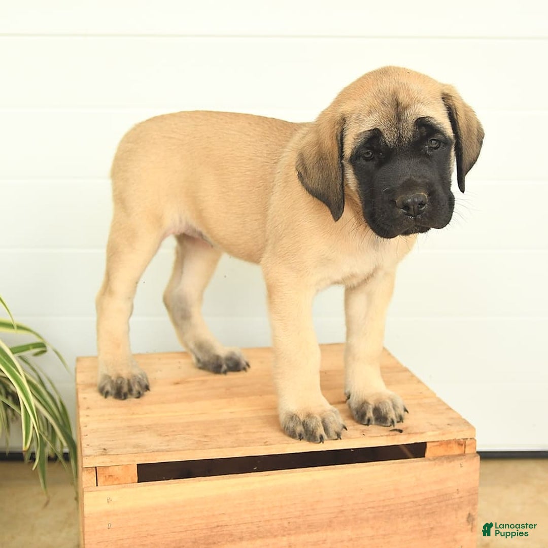English Mastiff dogs for sale: Theresa - Image 10