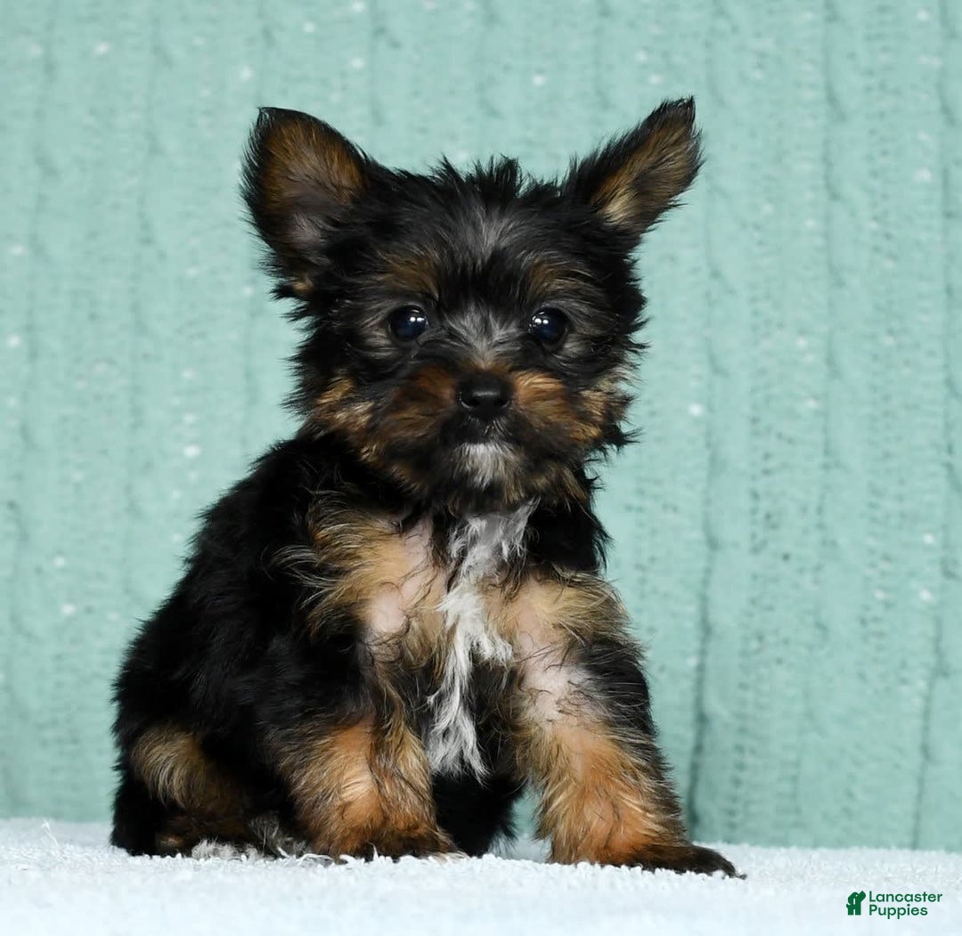 Yorkshire Terrier dogs for sale: Annabelle - Image 9