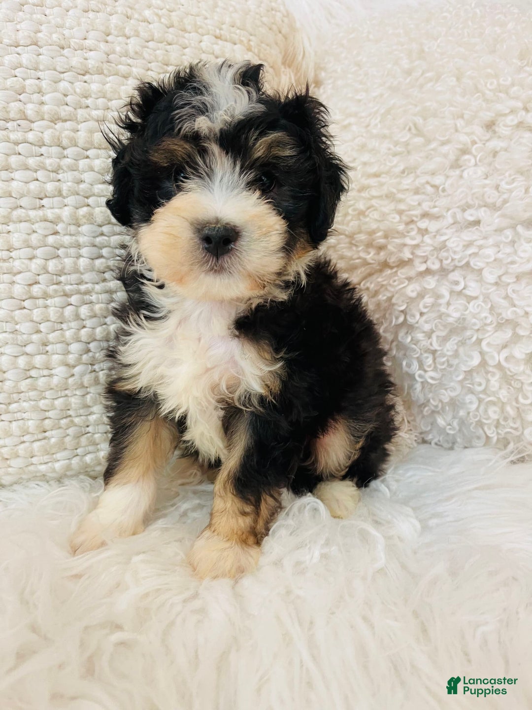 Mini Bernedoodle dogs for sale: Banana Split - Image 2