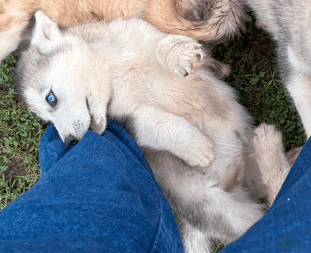 Siberian Husky dogs for sale: Toronto - Image 2