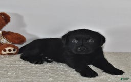 Labrador Retriever dogs for sale: Carter - Image 15