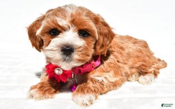 Maltipoo dogs for sale: Dora - Image 7