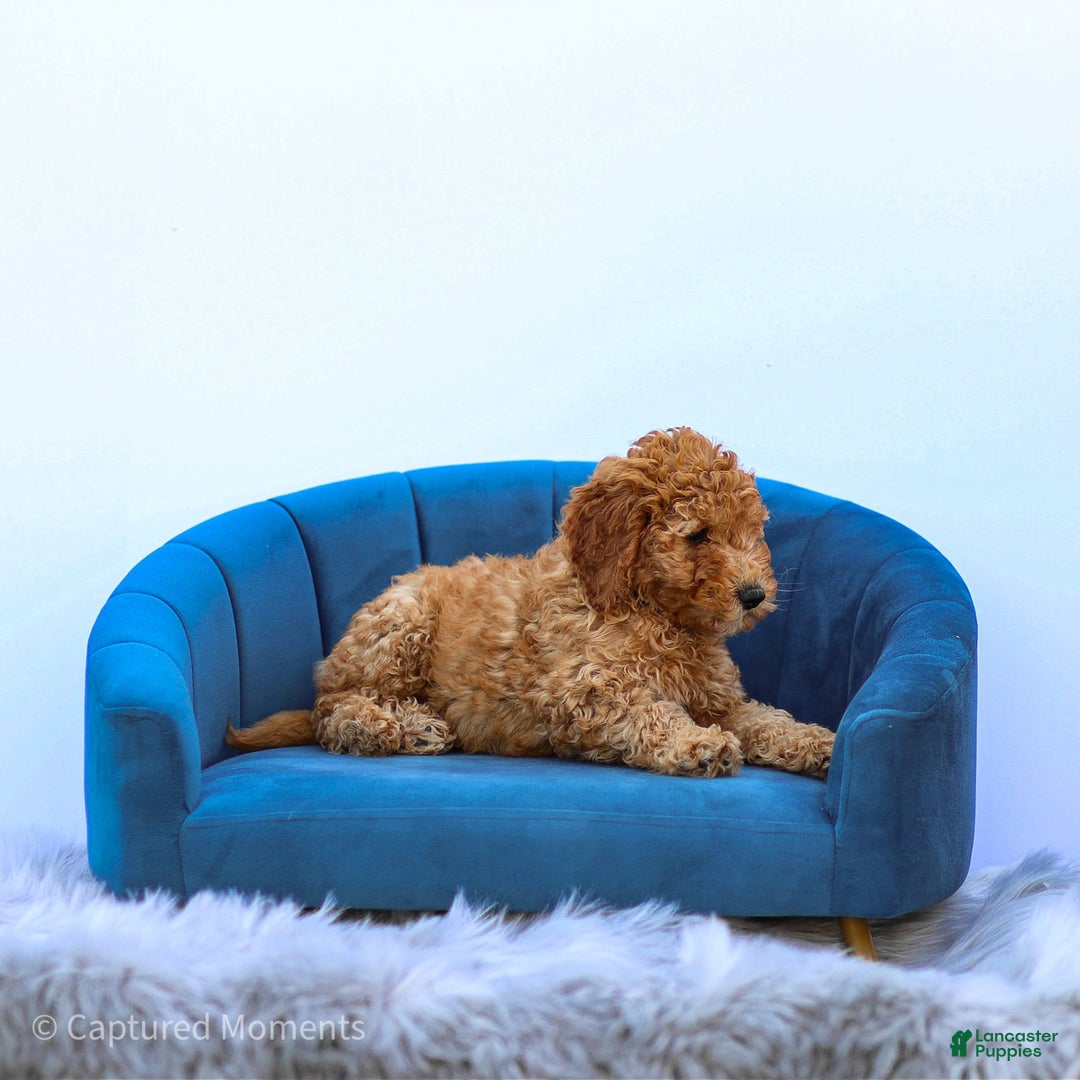 Standard Poodle dogs for sale: Rachel - Image 4