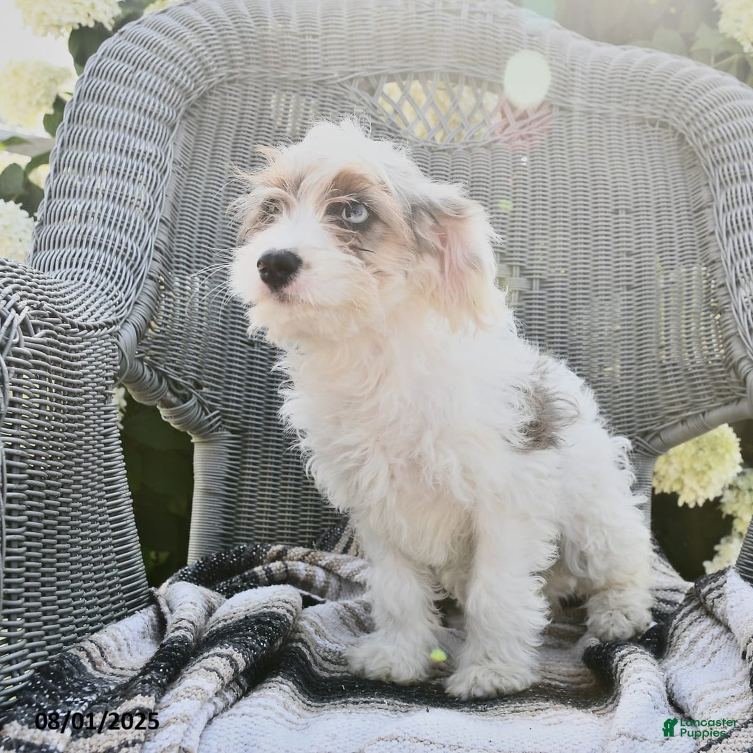 Cavapoo dogs for sale: Maggie - Image 4
