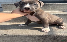 American Pit Bull Terrier dogs for sale: Brindle - Image 2