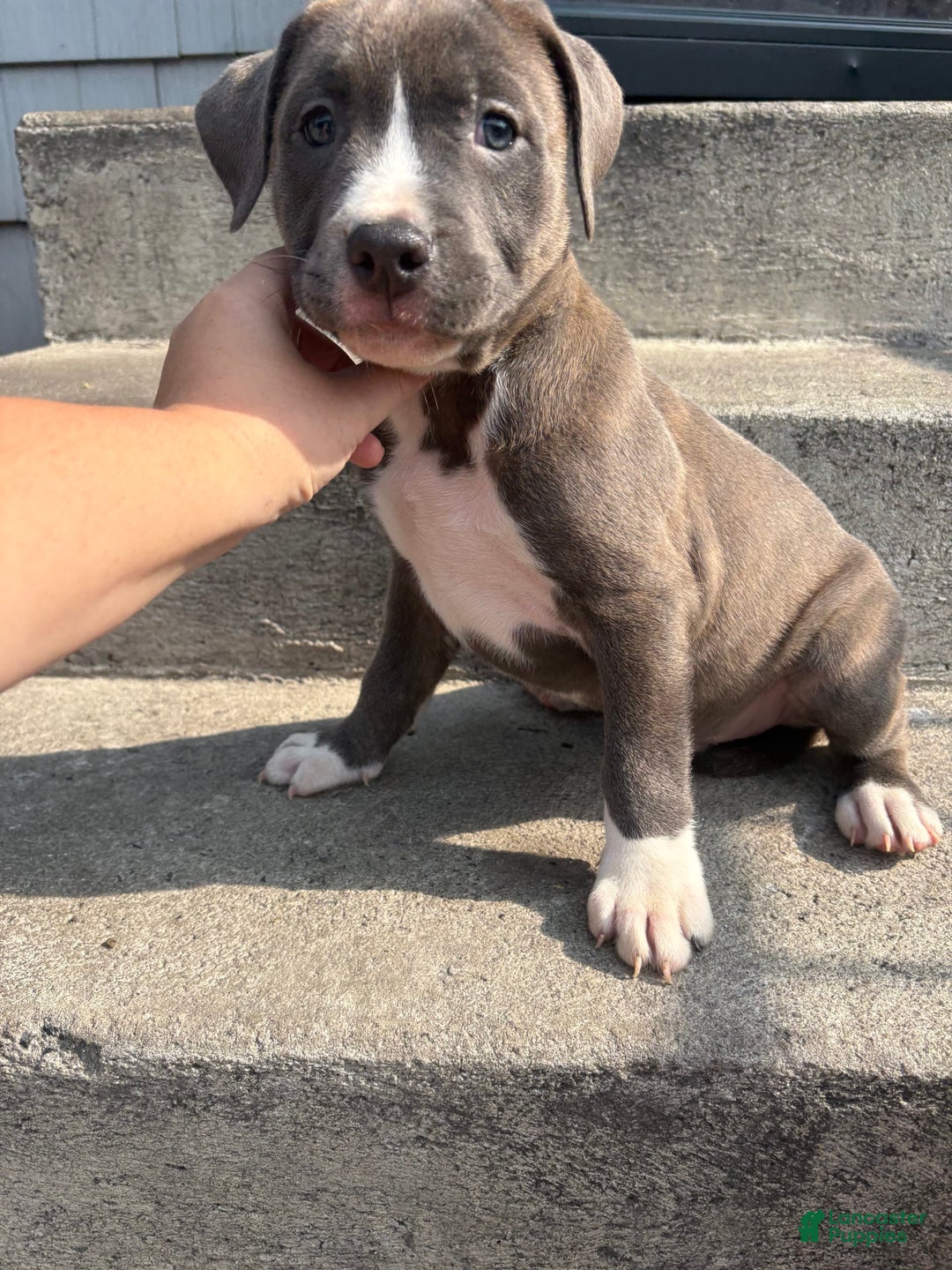American Pit Bull Terrier dogs for sale: Brindle - Image 2