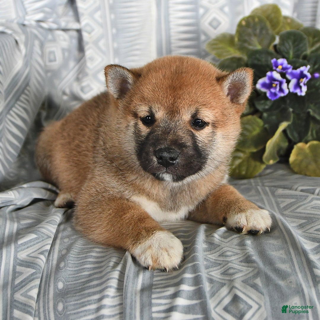 Shiba Inu dogs for sale: Jasper - Image 5