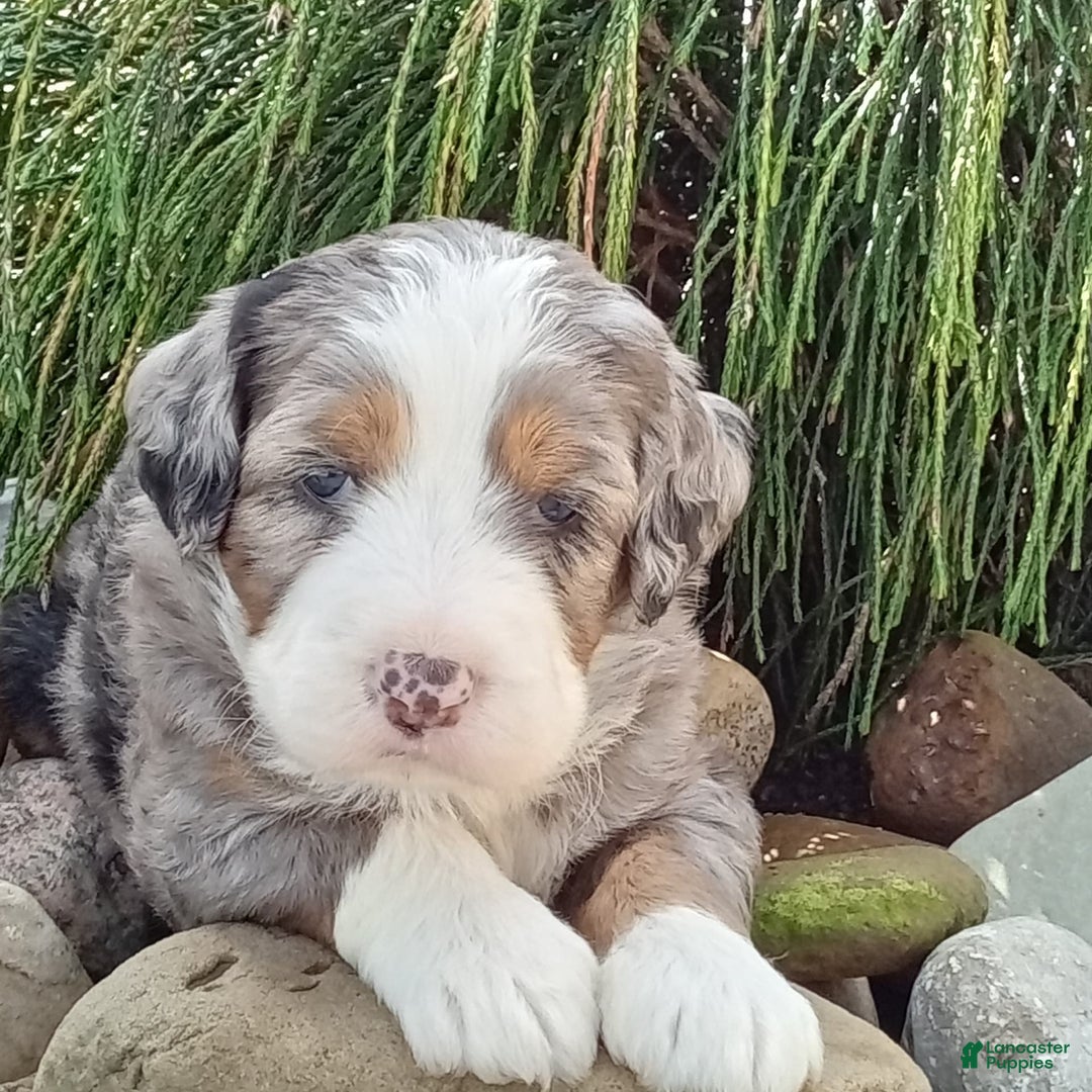 Mini Bernedoodle dogs for sale: Mia - Image 10
