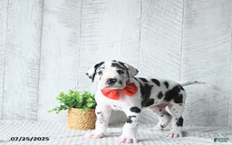 Great Dane dogs for sale: Quinn - Image 1