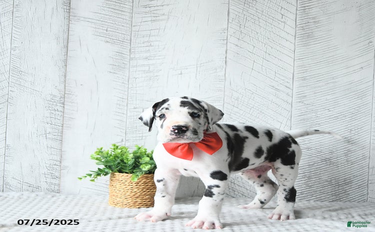 Great Dane dogs for sale - Ad 1
