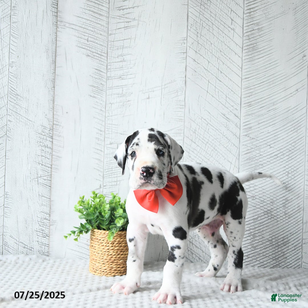 Great Dane dogs for sale: Quinn - Image 1