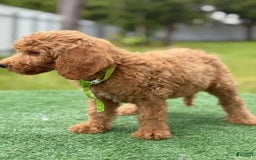 Goldendoodle dogs for sale: Eric - Image 3