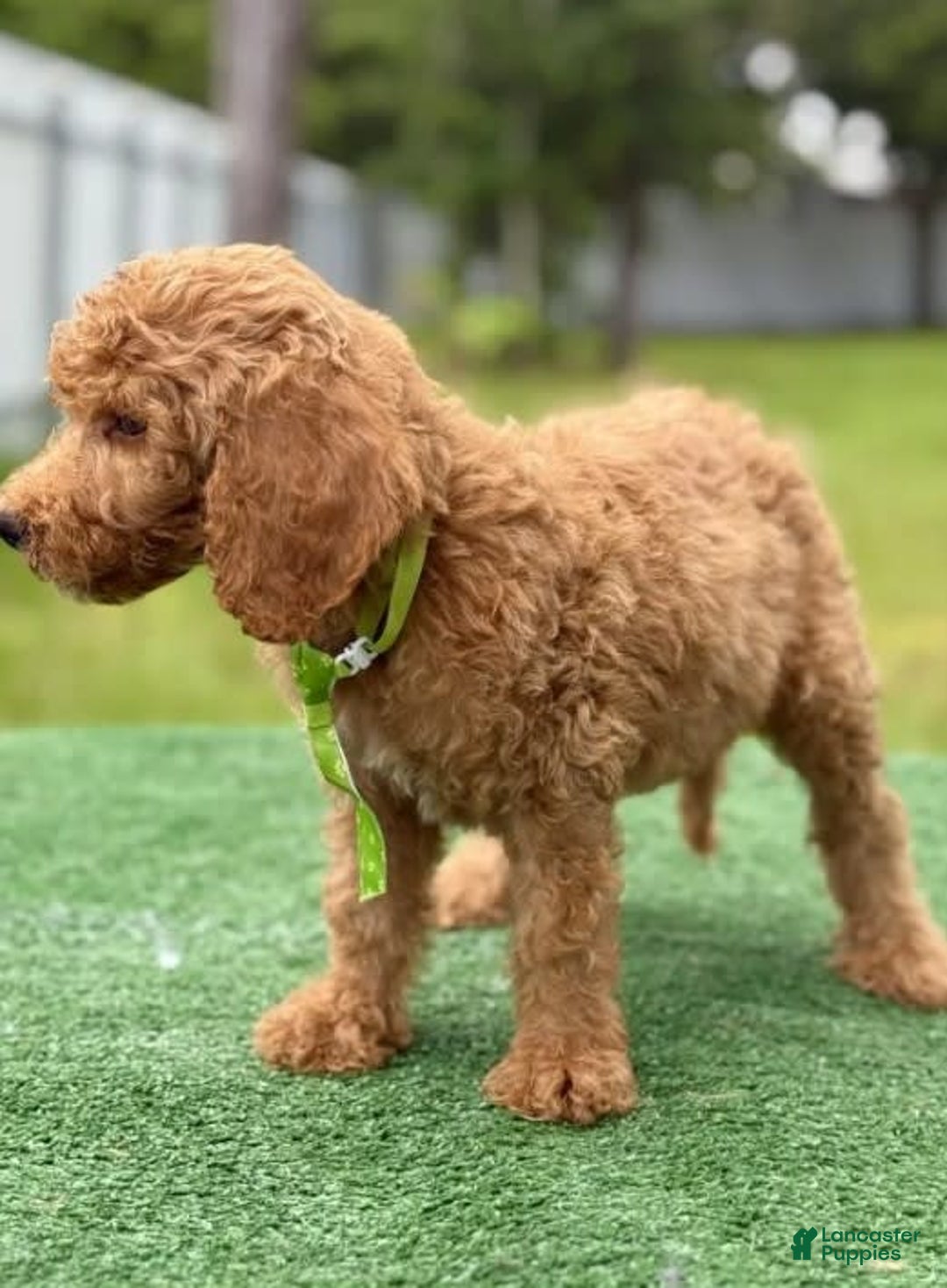 Goldendoodle dogs for sale: Eric - Image 3